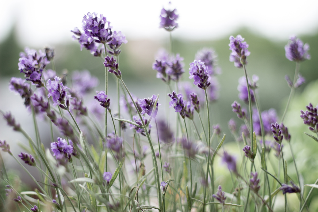 Lavender Flowers in the Field